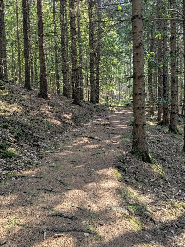 En väl upptrampad stig mellan höga granar, med solljus på marken