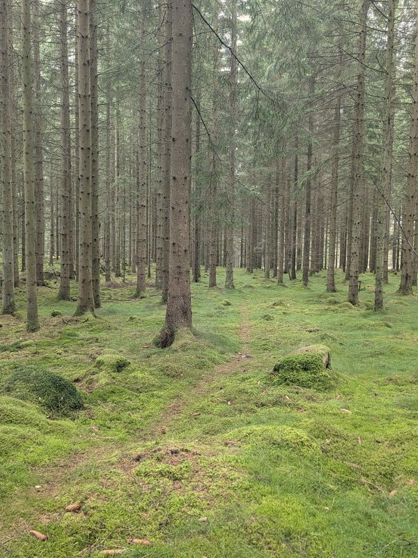 En svag stig genom mossan i en granskog, nästan igenvuxen